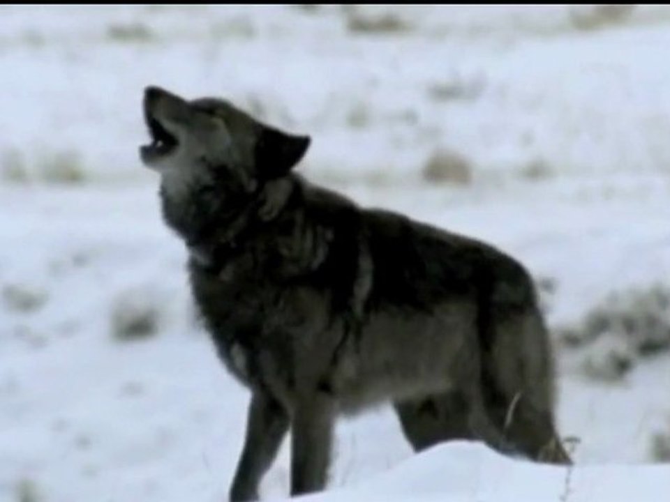 Clip La jument de Michao (le loup, le renard et la belette)