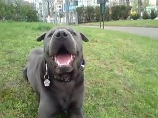 Mogwai Jardin admiratif