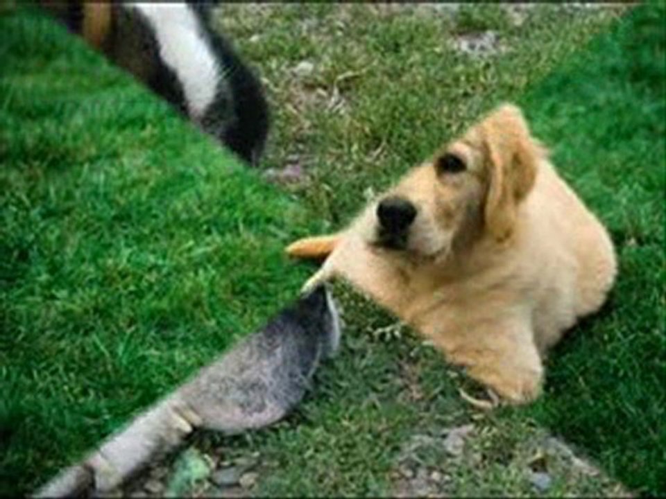 Portrait Photographer in Grass Valley Ca