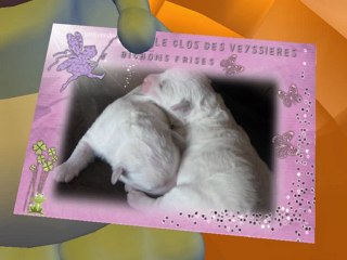 Les bichons frisés du Clos des Veyssières