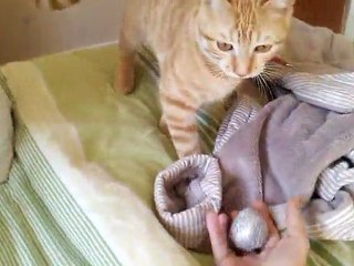 Chat qui rapporte