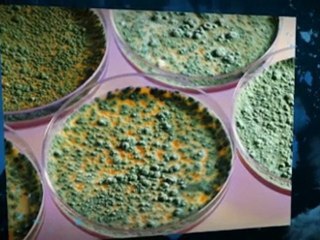 Getting Rid of Mold The Colony