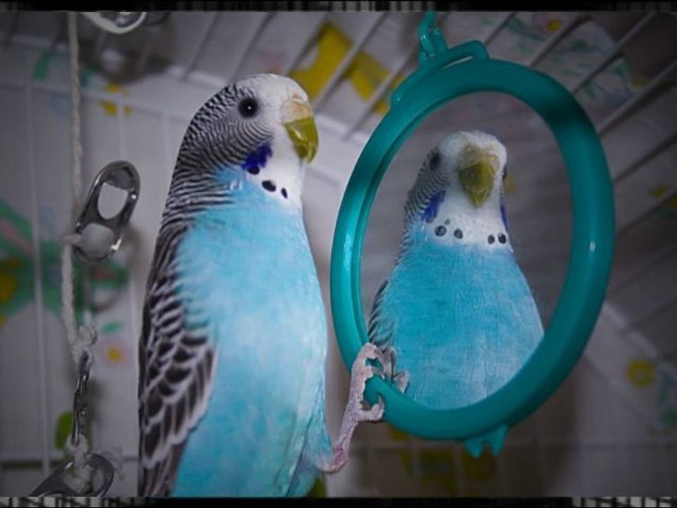 Beautiful Bird Cages for Your Beautiful Birds