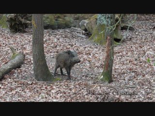 Les sangliers du canton de la Chartre sur le Loir