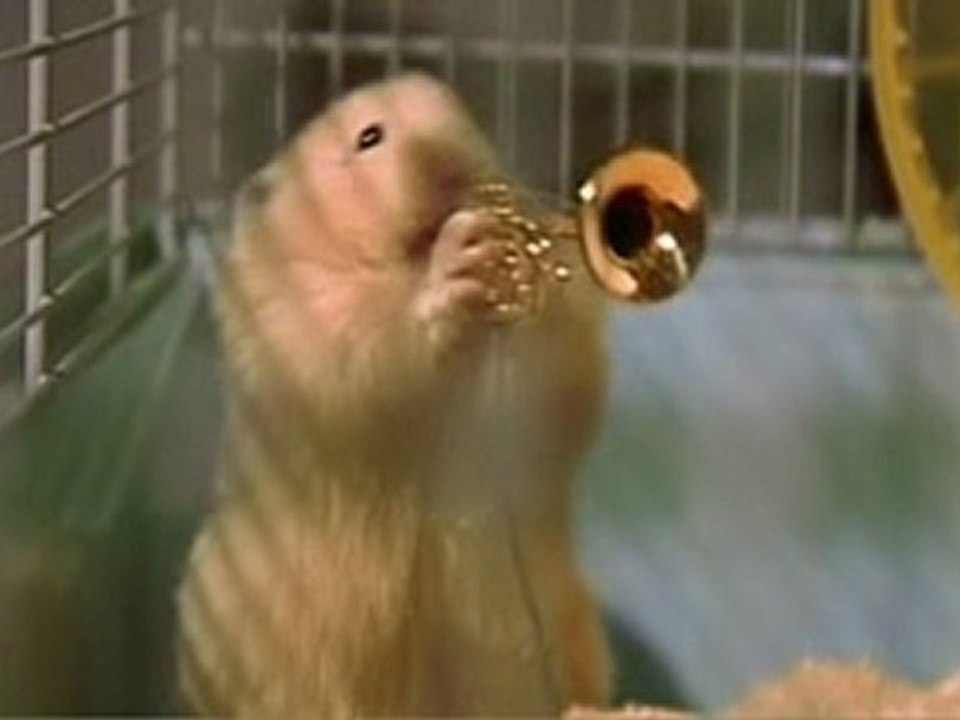 hamster