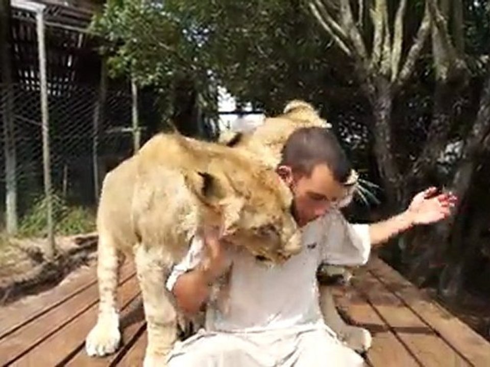 Calin avec les lions - [Buzz Animaux]