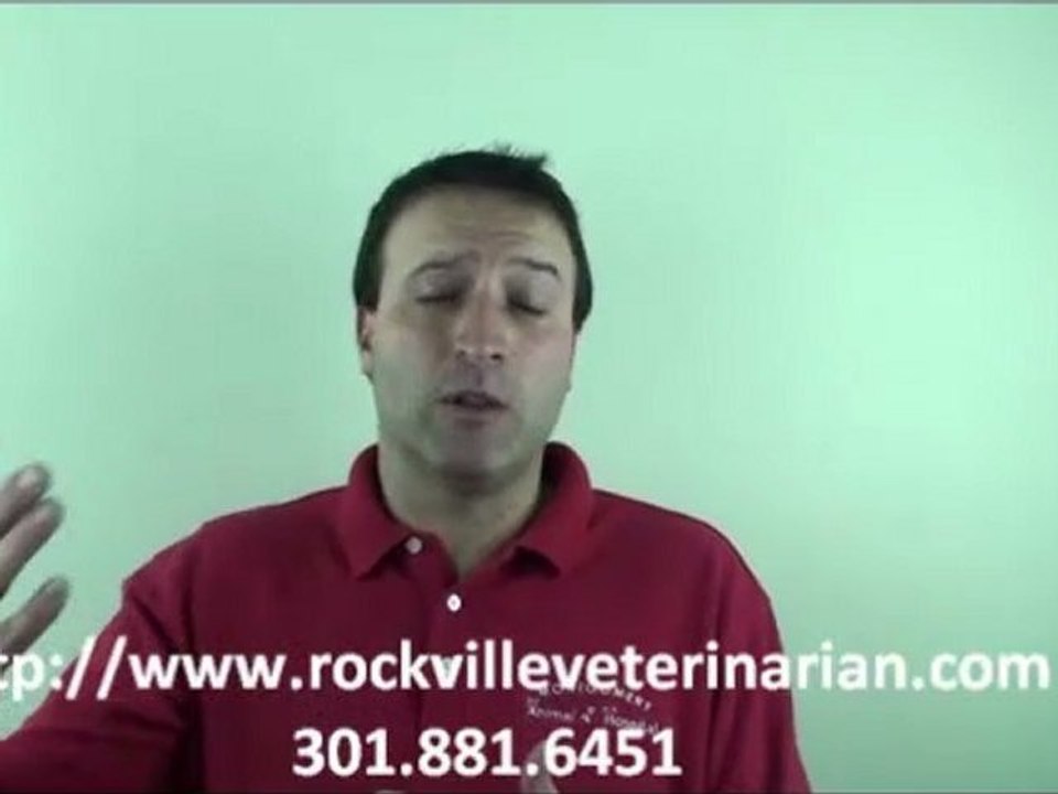 What Should I feed my Pet and How Much