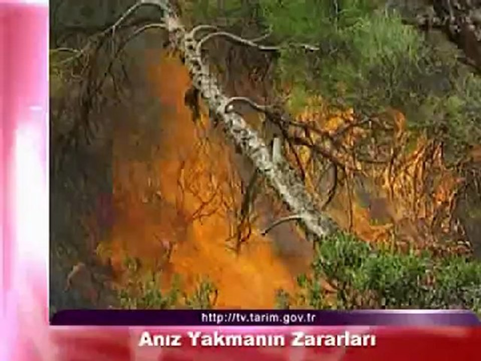 aniz yakmanin zararlari