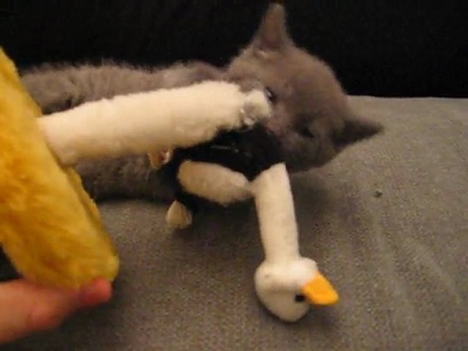 Gizmo(gift)