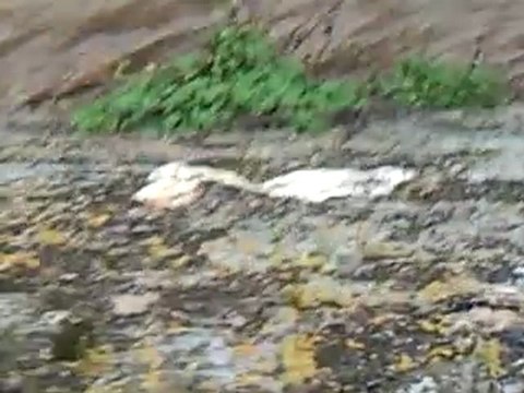 Riviere PEYRIAC-MINERVOIS (2)