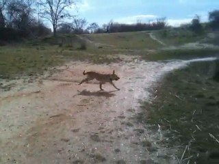 Elle court, elle court