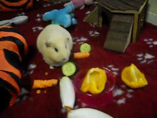 Nishi (UPL crème) et Simba ( couronné anglais agouti doré)