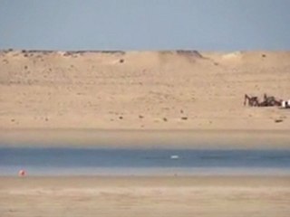 Ocean Vagabond Dakhla: les dauphins jouent devant le centre