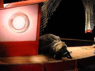 DSC_0042  le loup attrape le pélican, et se fait capturer