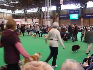P1010196 crufts 2011 classe open femelle