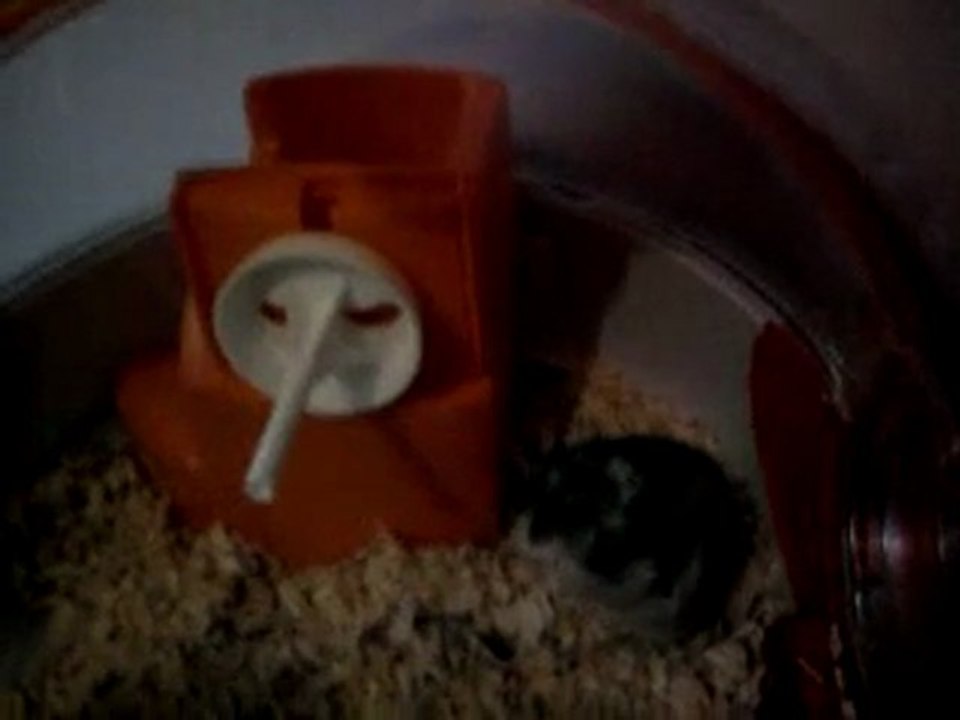 hamster qui cris