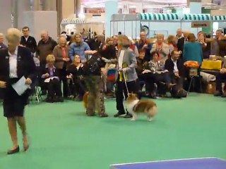 P1010241 Crufts 2011 meilleur de race BOB