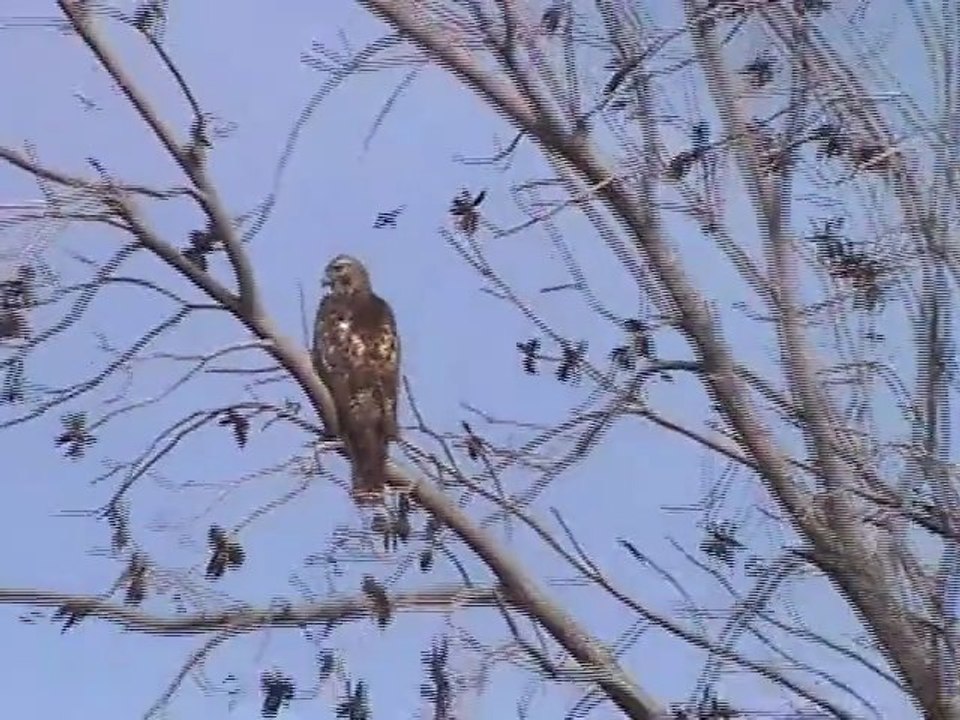 Hawk Turns Head 360° After Blackbird Blitz