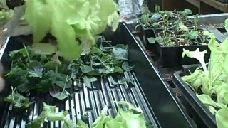 2nd Lettuce & Kale Harvest Indoors