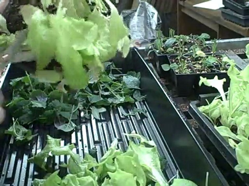 2nd Lettuce & Kale Harvest Indoors