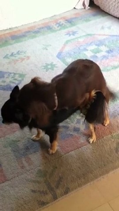 メス犬同士のマウンティング 動画 Dailymotion