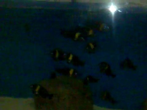 f0 duboisi maswa wild caught ilk görüntüleri