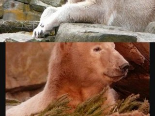 Knut Eisbär and Thomas Dörflein in Memory 2011