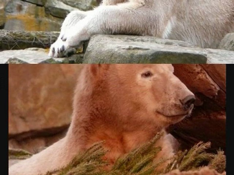 Knut eisbär and thomas dörflein in memory 2011