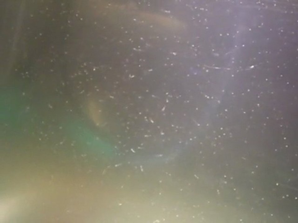 1er jour de mes alevins de fridemani