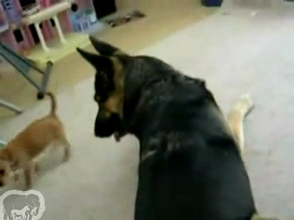 combat de chien (attention risque de MDR)