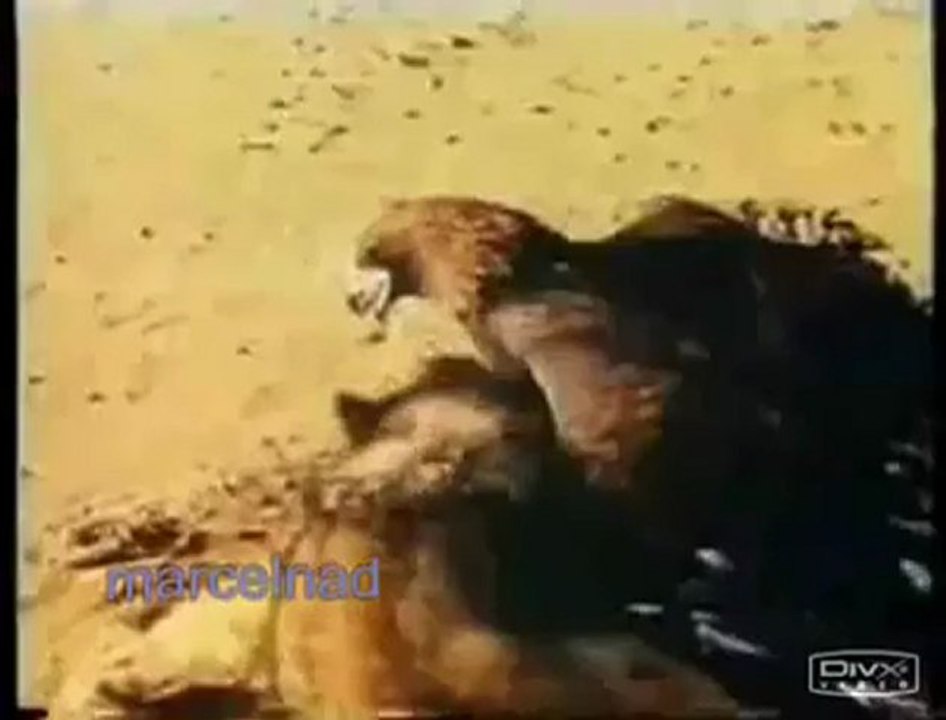 Kartal ile Kurt avı