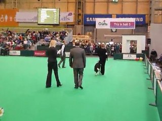 P1010261 Crufts 2011 marche sans laisse Border