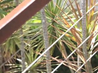 Landscape Gardens Camp Hill Green Outlook QLD