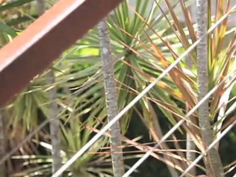 Landscape Gardens Camp Hill Green Outlook QLD