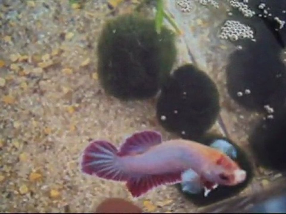 Sushi, Betta Splendens Lavender HMPK