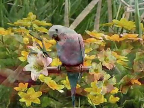 Królowa kwiatów-Damian Holecki