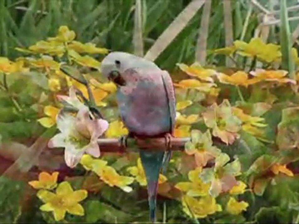 Królowa kwiatów-Damian Holecki