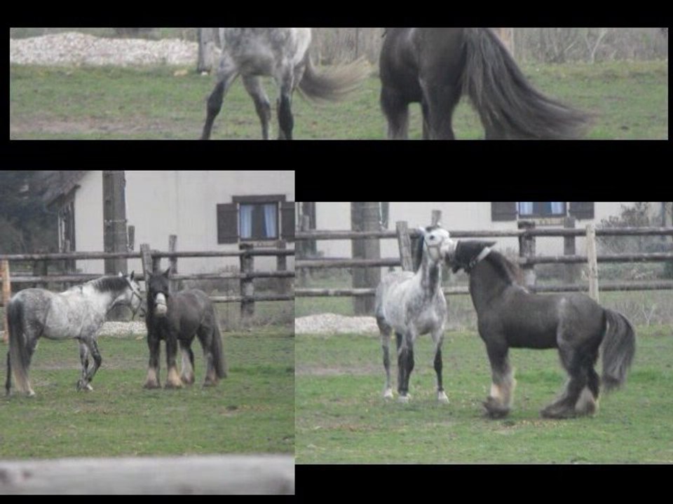 rencontre d'un poilu avec un gris