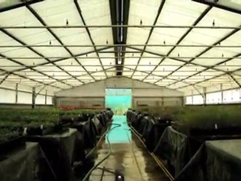 Wholesale Plants Burbank Ibrox Park Nursery QLD