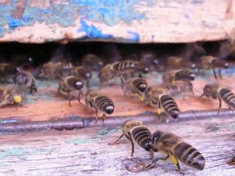 Abeilles ventileuses et pollen