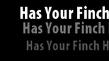 Finches Information Video