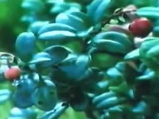 Allan Phillips Presents , Henri , The Jyvaskyla Lad