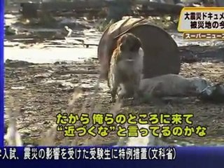 Sad scene from Japan, animals suffer too!