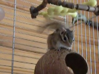 Noisette tapote ;) version longue 16-03-2011