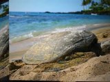 Happy Hawaiian Honu