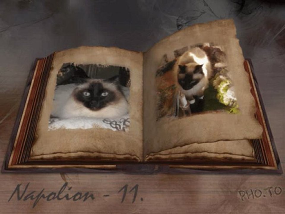 Napolion bok - 11.