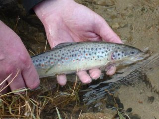 peche a la truite en seine (côte d'or) a l'ultra léger