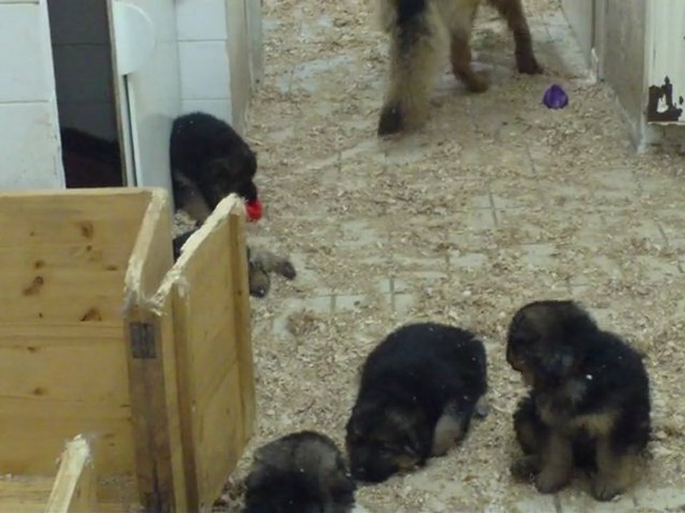 chiot de baronne et boers mars 13 mars 2011