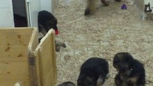 chiot de baronne et boers mars 13 mars 2011