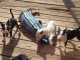 Chiots à 3 mois Viva - bull terrier miniature